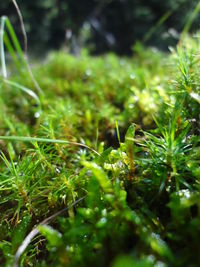 Close-up of plant growing on field