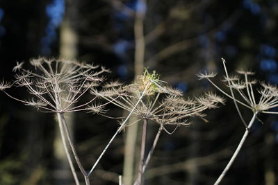 Close-up of plant