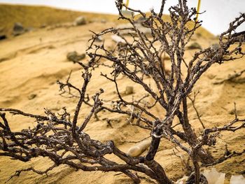 Close-up of bare tree on field