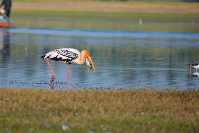 View of birds in lake