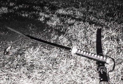 Close-up high angle view of grass