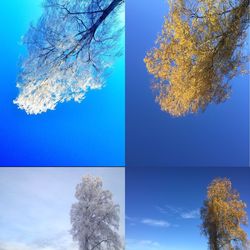 Low angle view of trees against blue sky