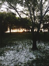 Trees in forest against sky