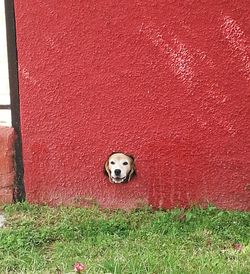 Portrait of dog on grass