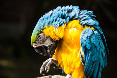 Close-up of parrot perching on yellow flower