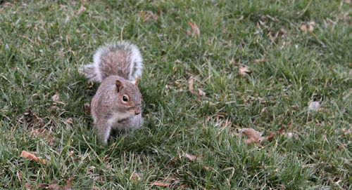 High angle view of squirrel on field