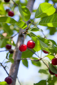 Close-up of red berries growing on tree