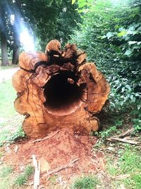 Close-up of tree trunk on field