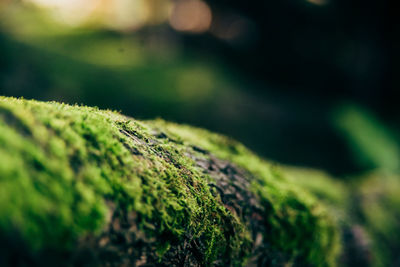 Close-up of moss growing on tree trunk