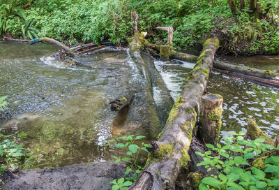 Scenic view of river in forest