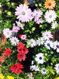 Close-up of pink flowers blooming outdoors