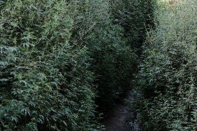 Full frame shot of bamboo trees in forest