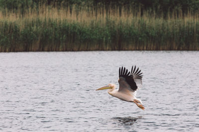 Bird flying over lake