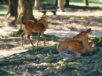 Close-up of deer on field