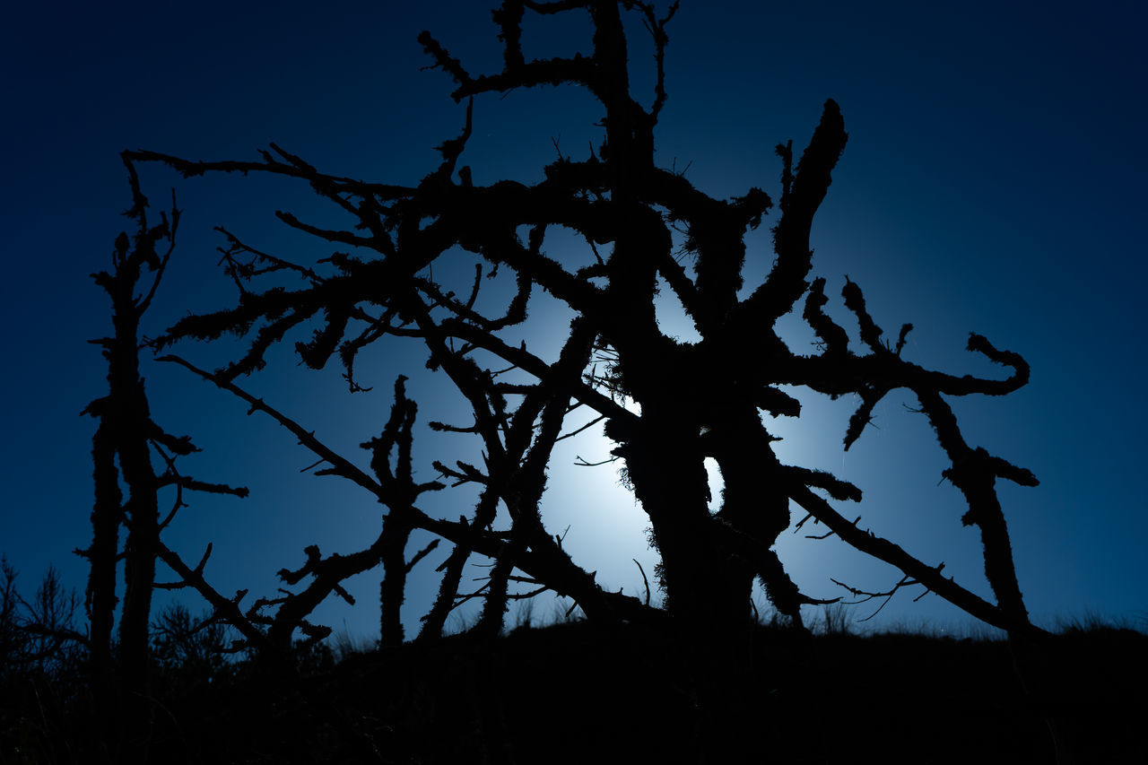 LOW ANGLE VIEW OF SILHOUETTE TREE AGAINST CLEAR SKY