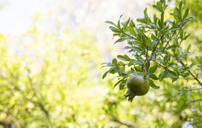 Unripe pomegranate tree on the background of the sunny sky