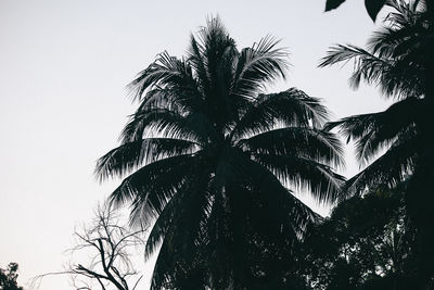 Low angle view of palm tree against clear sky