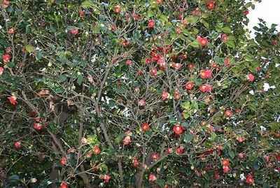 Close-up of red berries on tree