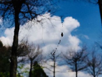 Low angle view of birds flying over trees against sky