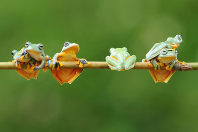 Close-up of birds perching on plant