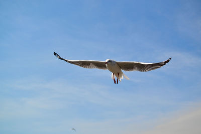 Low angle view of seagull flying