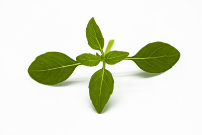 Close-up of green leaves against white background