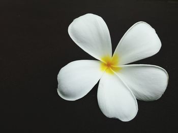 Close-up of white flower