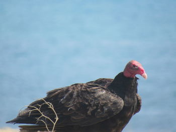 Close-up of bird perching on rock