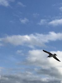 Low angle view of bird flying in sky