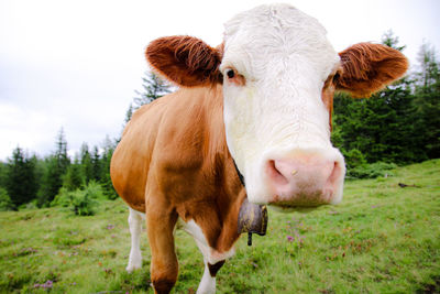 Close-up of cow standing on field against sky