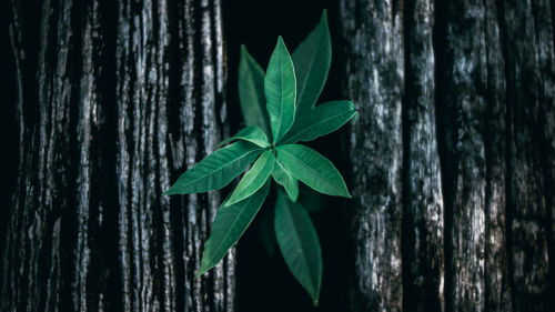 Close-up of fresh green leaves on tree trunk