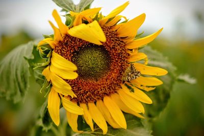 Close-up of sunflower