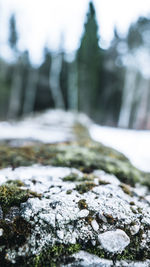 Close-up of snow on rock in forest