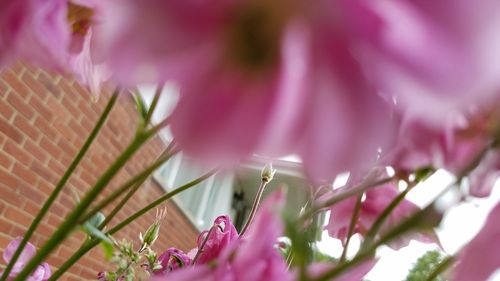 Close-up of pink flowers