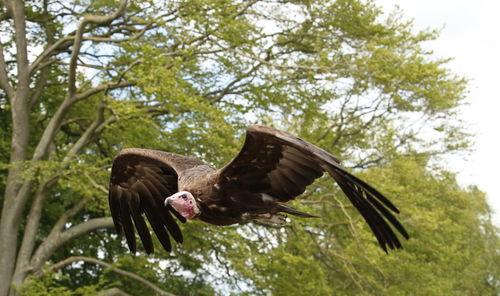 Low angle view of eagle flying against trees