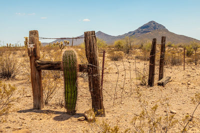 Wilderness with saguaro cactus and fence in ajo, arizona