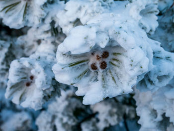 Close-up of frozen plant