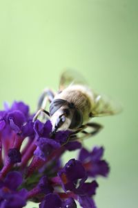 Close-up of bee on purple flower