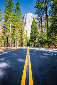 Empty road amidst trees in forest against sky