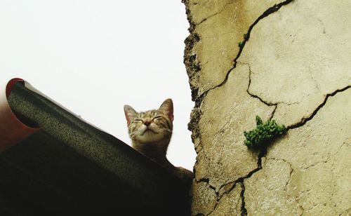 Close-up of cat on tree against sky