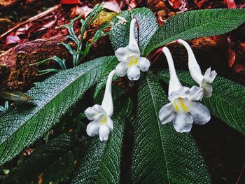 Close-up of white flowers blooming outdoors