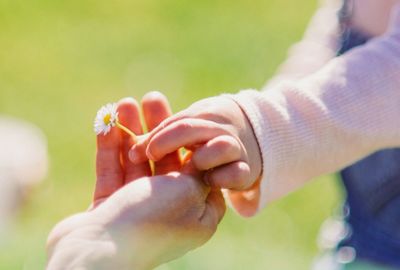 Close-up of cropped hand holding plant
