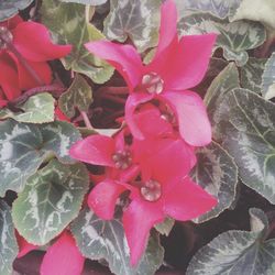 Close-up of pink flowers blooming outdoors