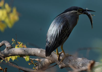 Black crowned night heron with its kil , close-up of bird perching on branch