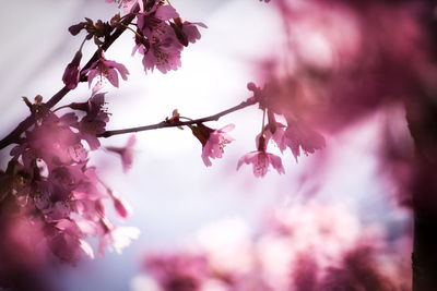 Close-up of pink cherry blossoms in spring
