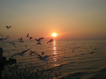 Birds flying over sea against sky during sunset