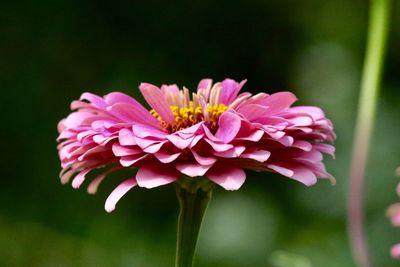 Close-up of pink flower