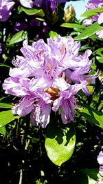 Close-up of purple flowers blooming outdoors