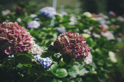 Close-up of purple flowering plant