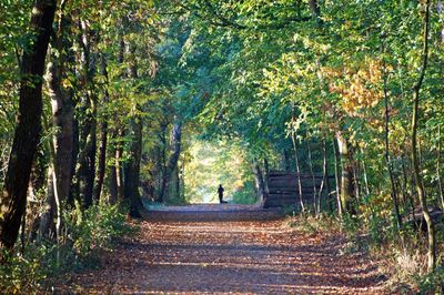 Footpath amidst trees in forest